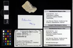 Foto (Objekt + Etikett) von Pithonoton sp.  (NHMW-GEO-2014-0194-1016)